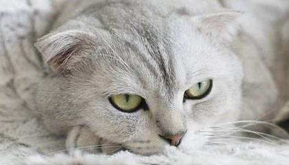 九游娱乐(jiuyou)官网-今年助攻王此次用“神级传球”圈粉无数！，助攻王什么意思